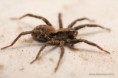 /album/lycosidae/xerolycosa-miniata-1-m-jpg/
